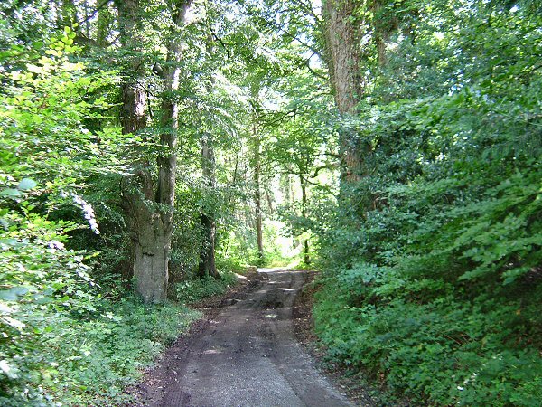Woodland close to the centre of Bunclody