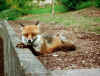 fox1.jpg (108057 bytes)