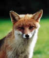 fox2.jpg (61725 bytes)