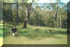 Park.jpg (153415 bytes)