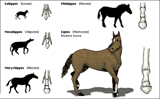 horse.gif (22197 bytes)