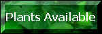 Plants Available