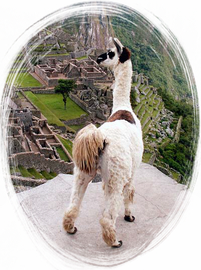 Llama Llama
