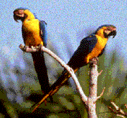 macaw.gif (16641 bytes)