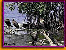 mangrove1.jpg (11406 bytes)