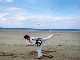 Mr Falvey in his early days training on the beach.