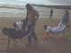 For fun, we did some wheelbarrow races in Tramore.
