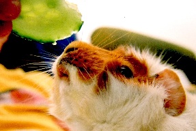 emmy the guinea pig