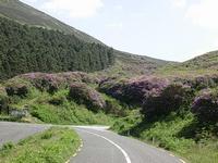 Lismore-Clogheen Road -rhododendrons