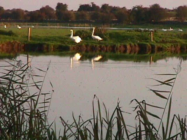 Wild swans at Castlestrange