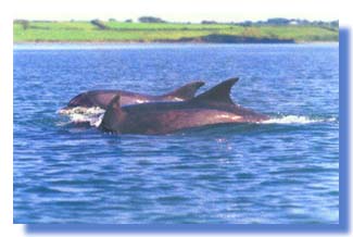 Dolphins swimming in the Shannon estuary