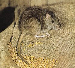 Norwegian Rat or Brown Rat