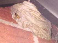 Wasp nest in eves of house