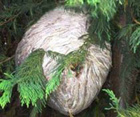 Wasp nest in trees